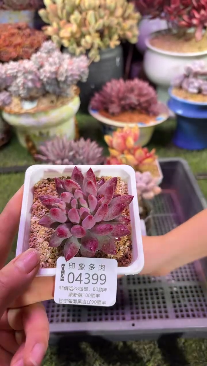 【闪购商品】04399