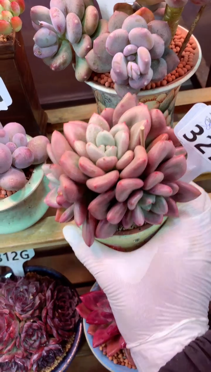 327G（一物一拍，精品多肉，w所见即所得 ）