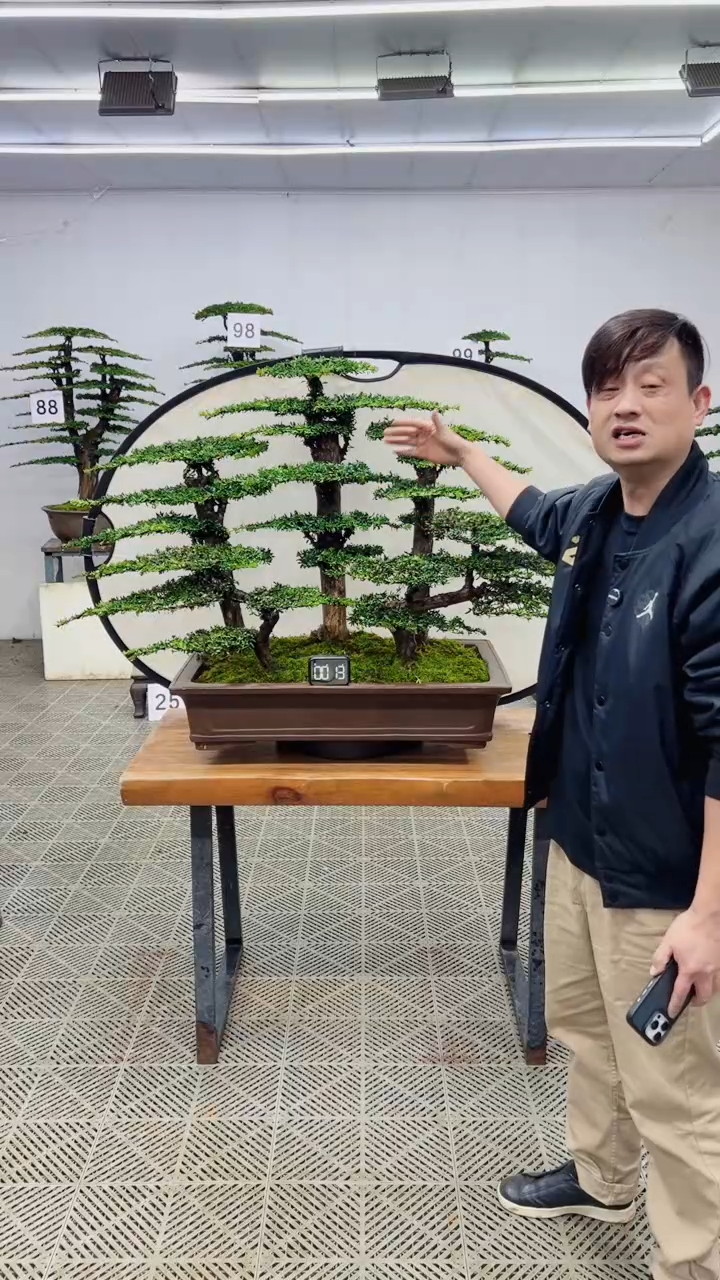 无花朵造型盆景一物一拍