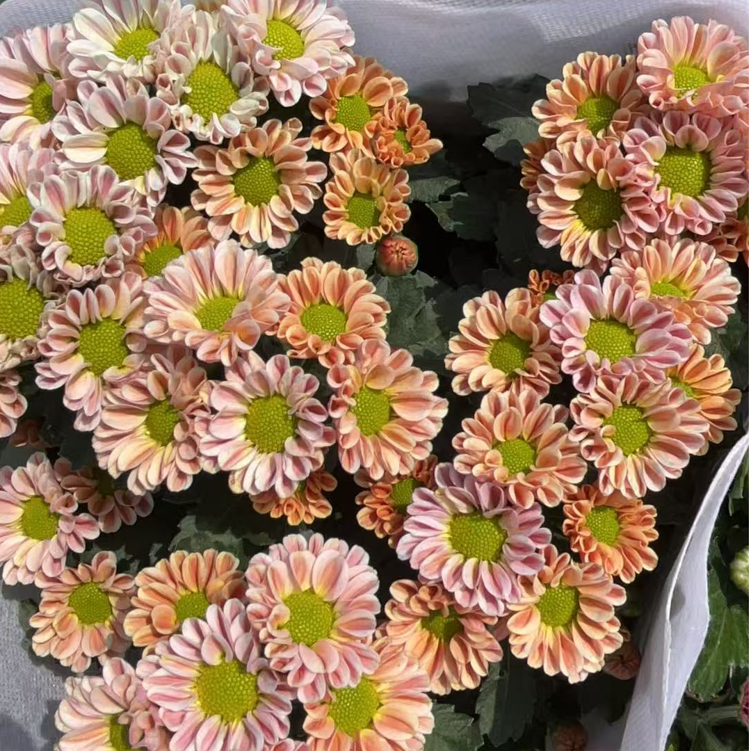 【玲珑雏菊】荷兰菊盆栽带花苞耐热花量大花期长适合阳台庭院