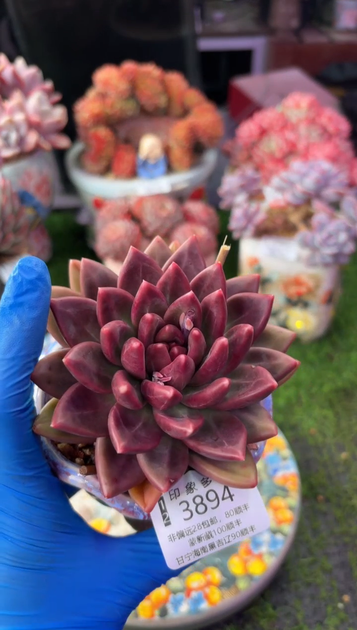 昆明印象多肉3894
