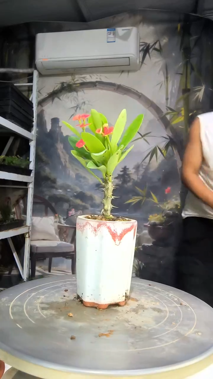 加**铁中青园艺一物一拍140