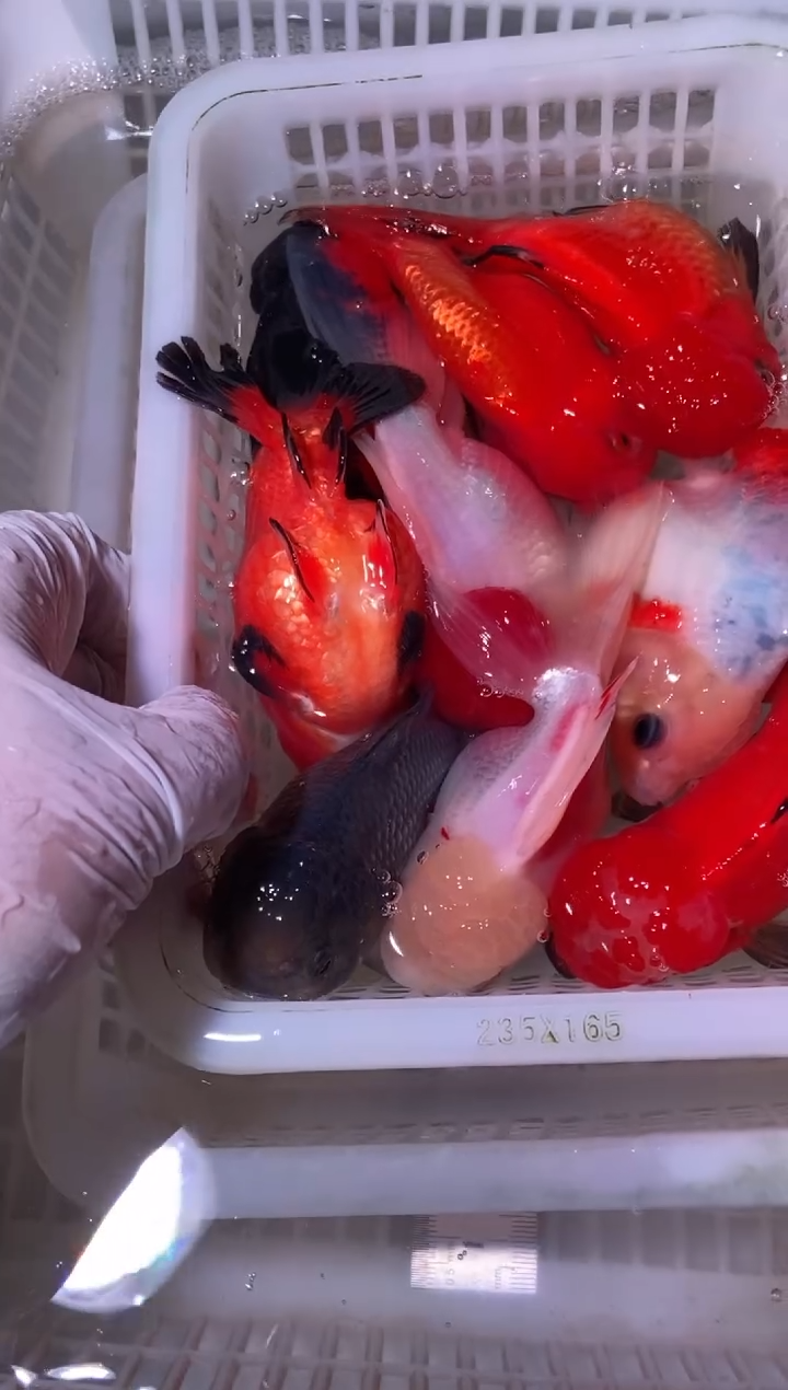 金鱼鱼之源一物一拍链接/无开箱视频不售后9