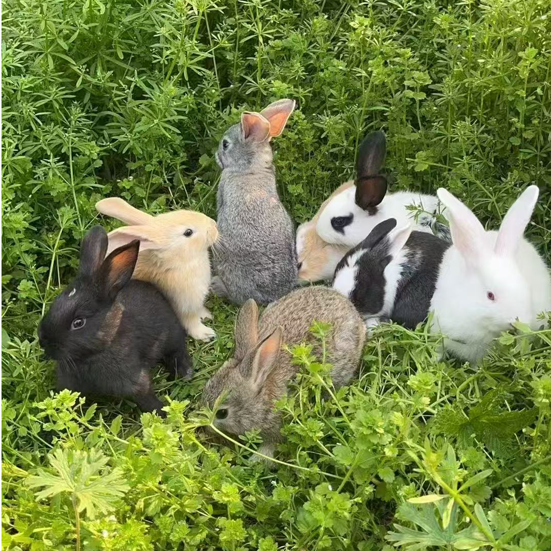 兔子活体大型肉兔苗活体发货公母对版可繁殖可使用可长15斤【包邮】