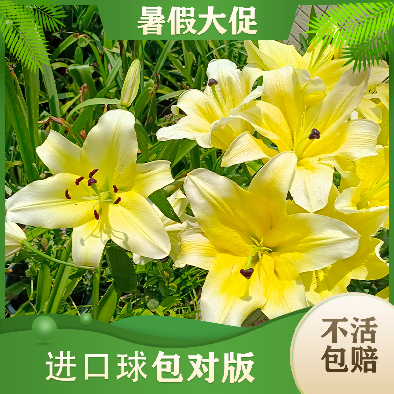 【黄天霸】百合树24/26  巨无霸香水百合种球