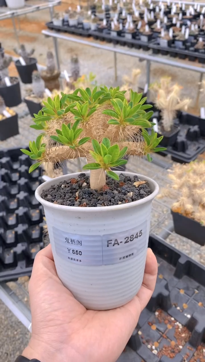 【闪购商品】鬼栖阁FA-2845