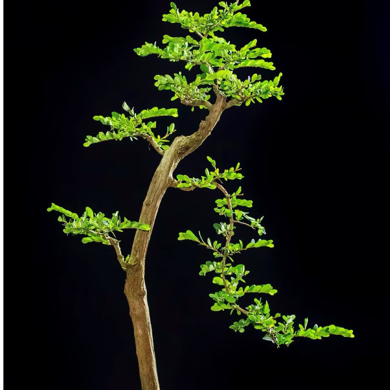 岭南盆景直播间一物一拍