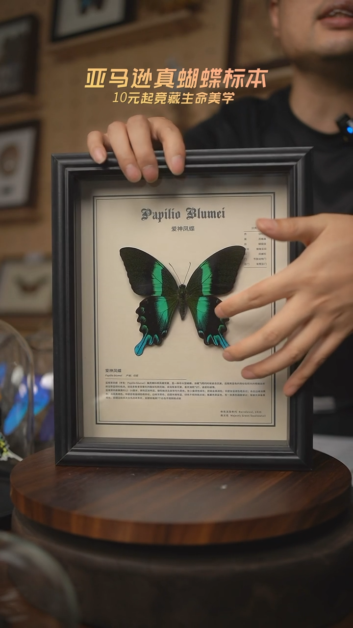 有机玻璃蝴蝶标本C137