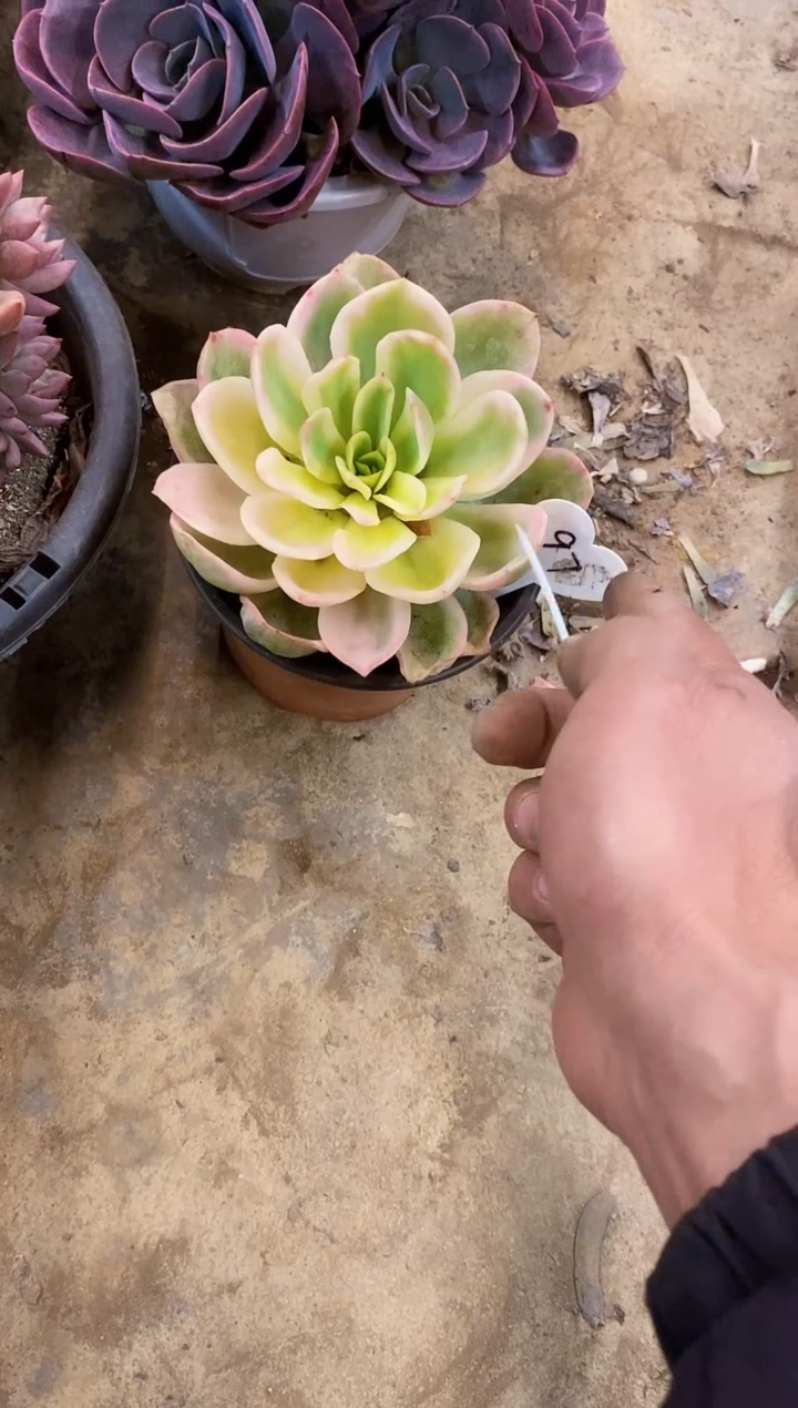 P****a            97号￥18