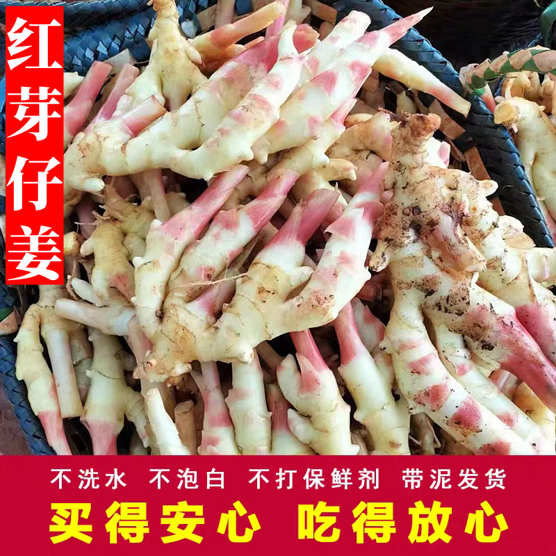 广西特产红芽嫩姜仔姜生姜农家自种新鲜腌制醋泡现挖脆嫩当季蔬菜