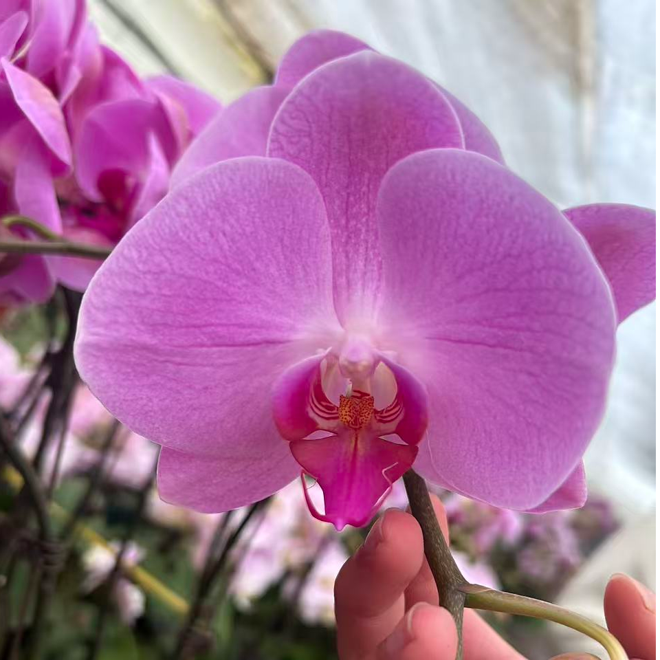 花都优选  蝴蝶兰（粉冠军） 带花带花苞