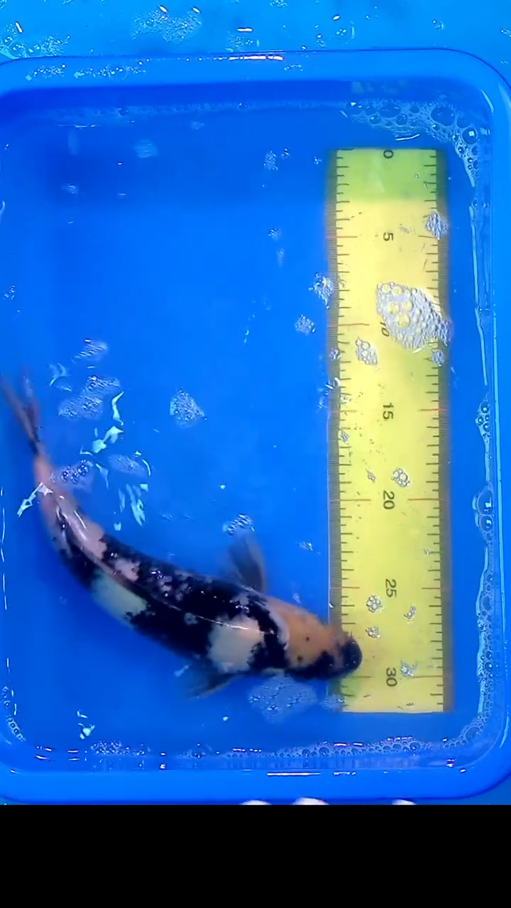 锦鲤12月22日锦鲤56