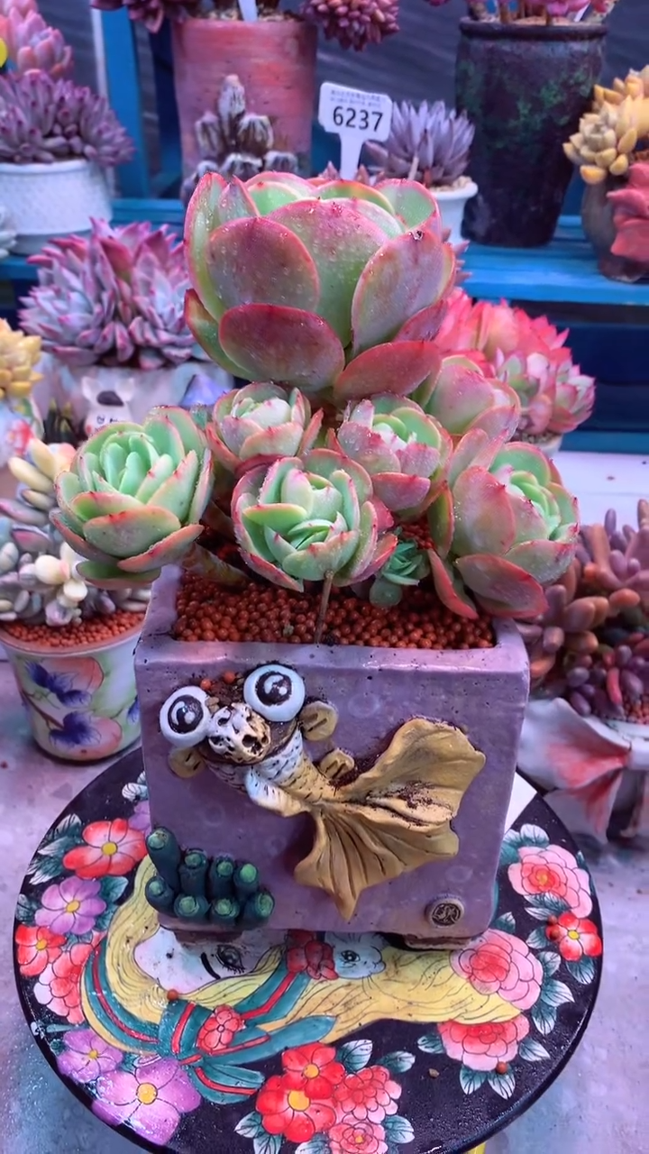 6282  捧花 碧桃  