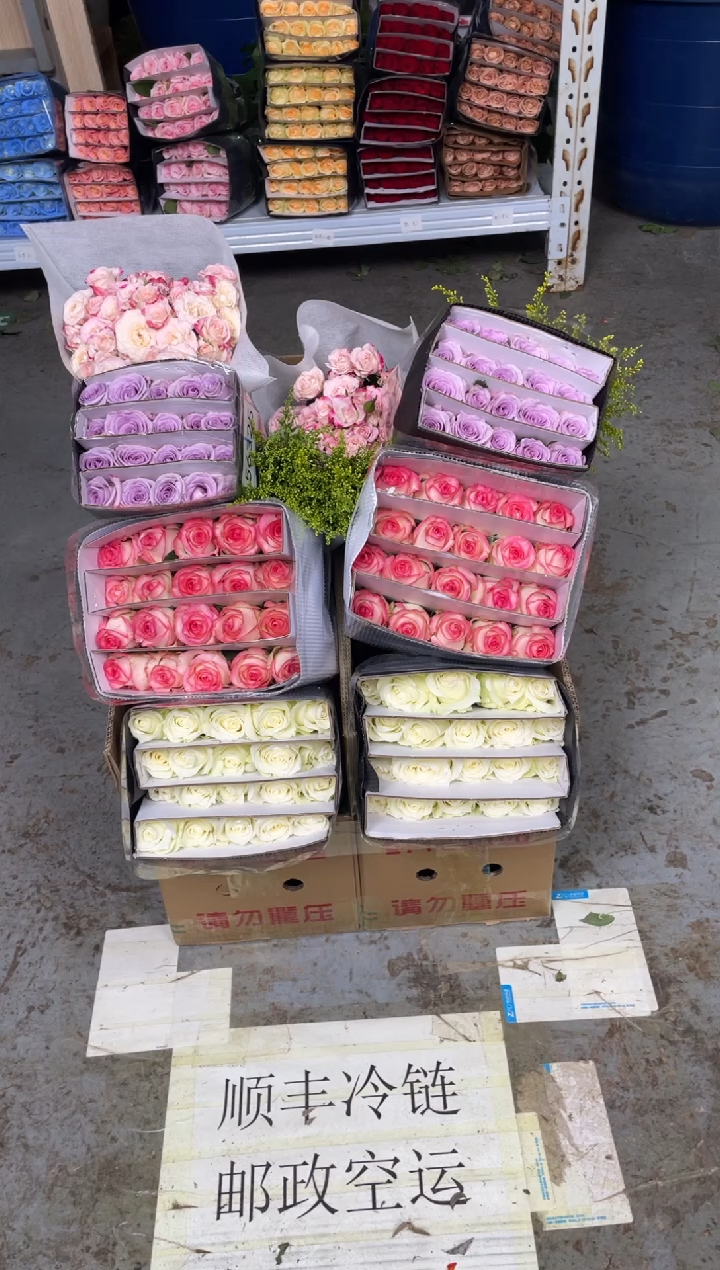 骄傲20枝+艾沙20枝+海洋20枝+折射10枝+黄莺
