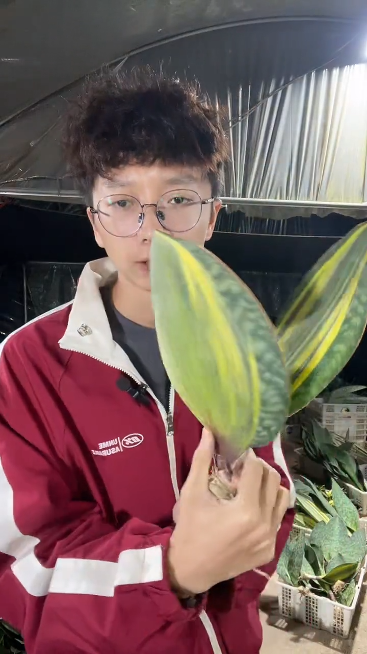 8号黄金宝镜裸根30