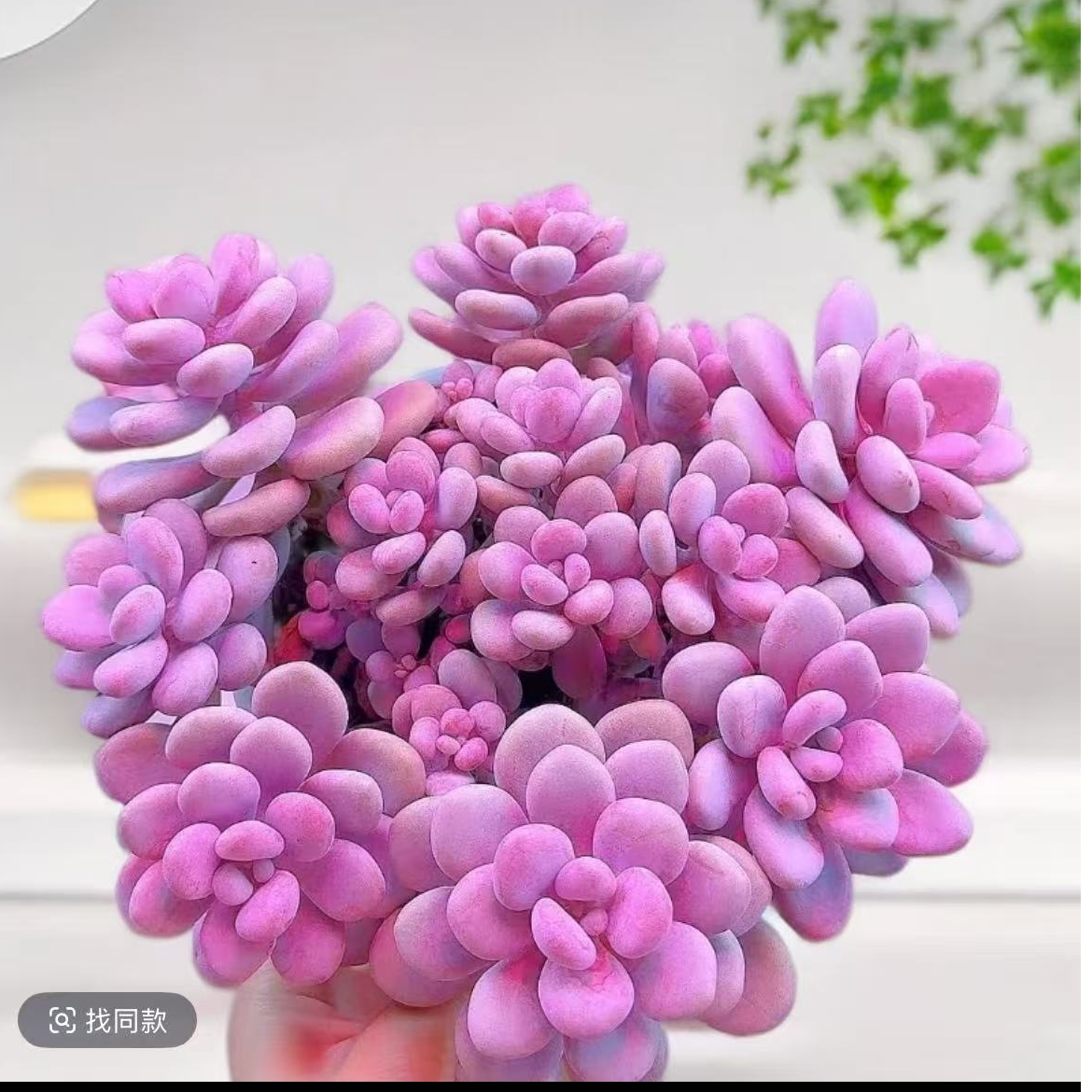 桃蛋墨西哥精美桃蛋脱土发货 多肉植物净化空气新手好养
