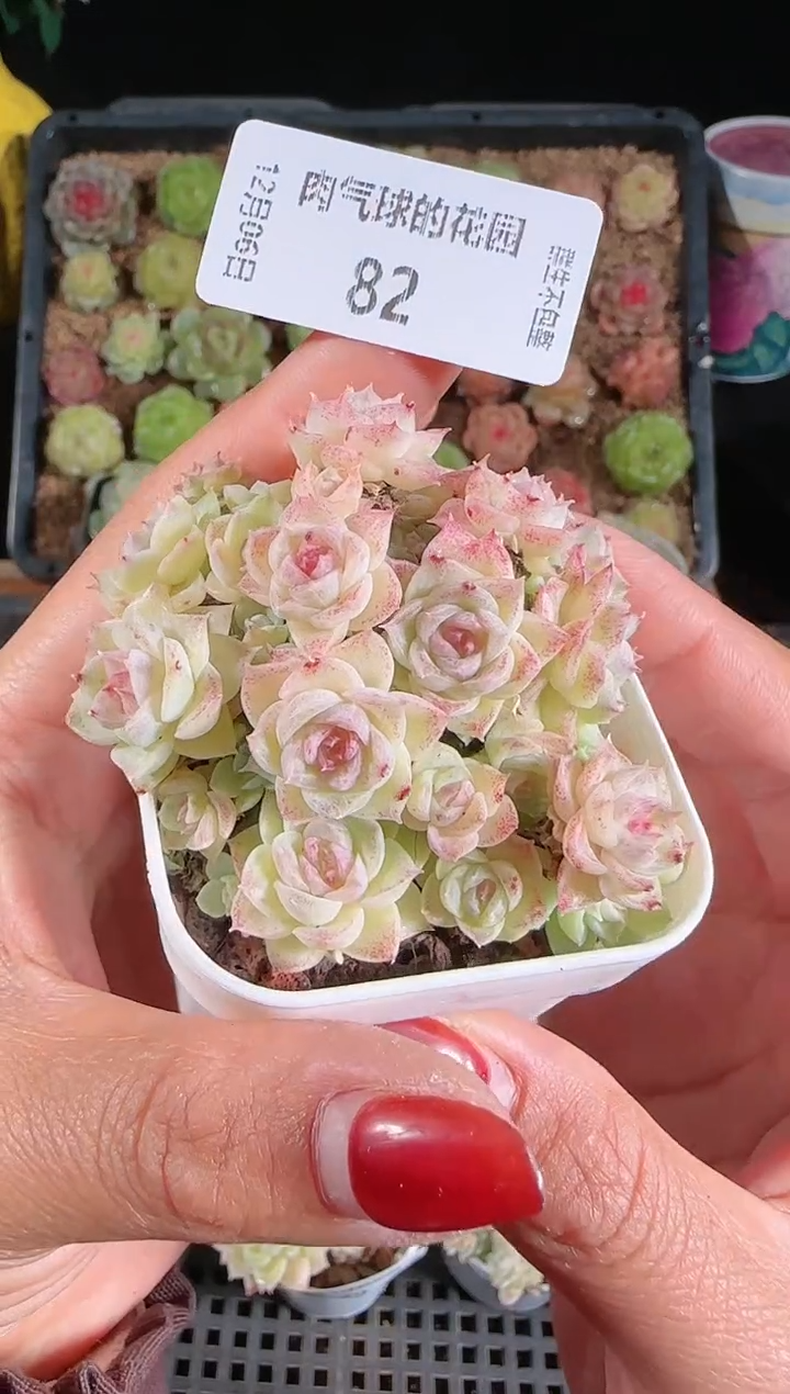 1206-82多肉群生不包整