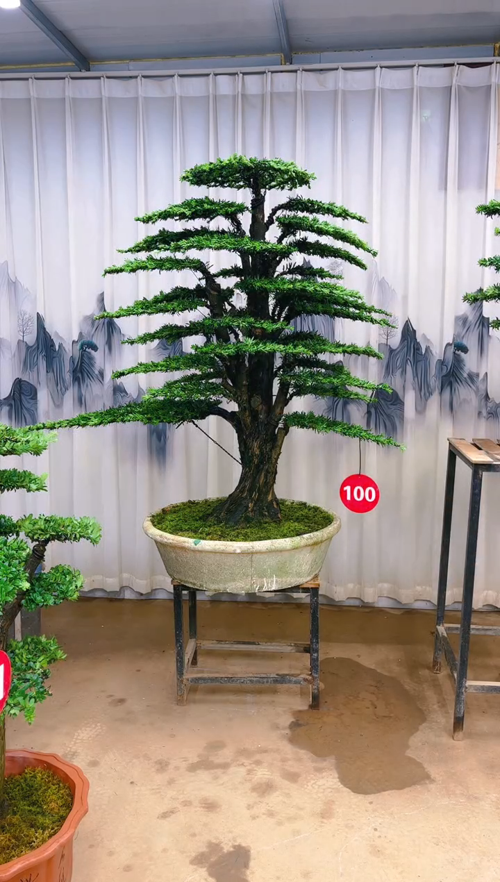 木凌*精品罗汉松盆景  一物一拍