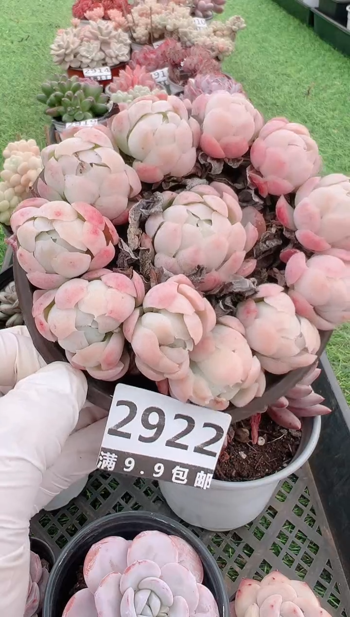 【闪购商品】信福多肉一物一拍