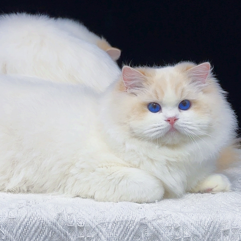 【STARBORNRAG布偶猫】精品布偶猫咪