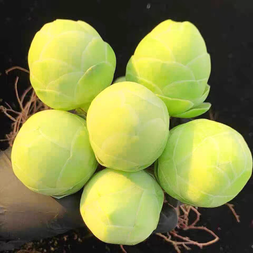 精品白玉鸡蛋玫瑰多肉植物裸根一颗～满15包邮