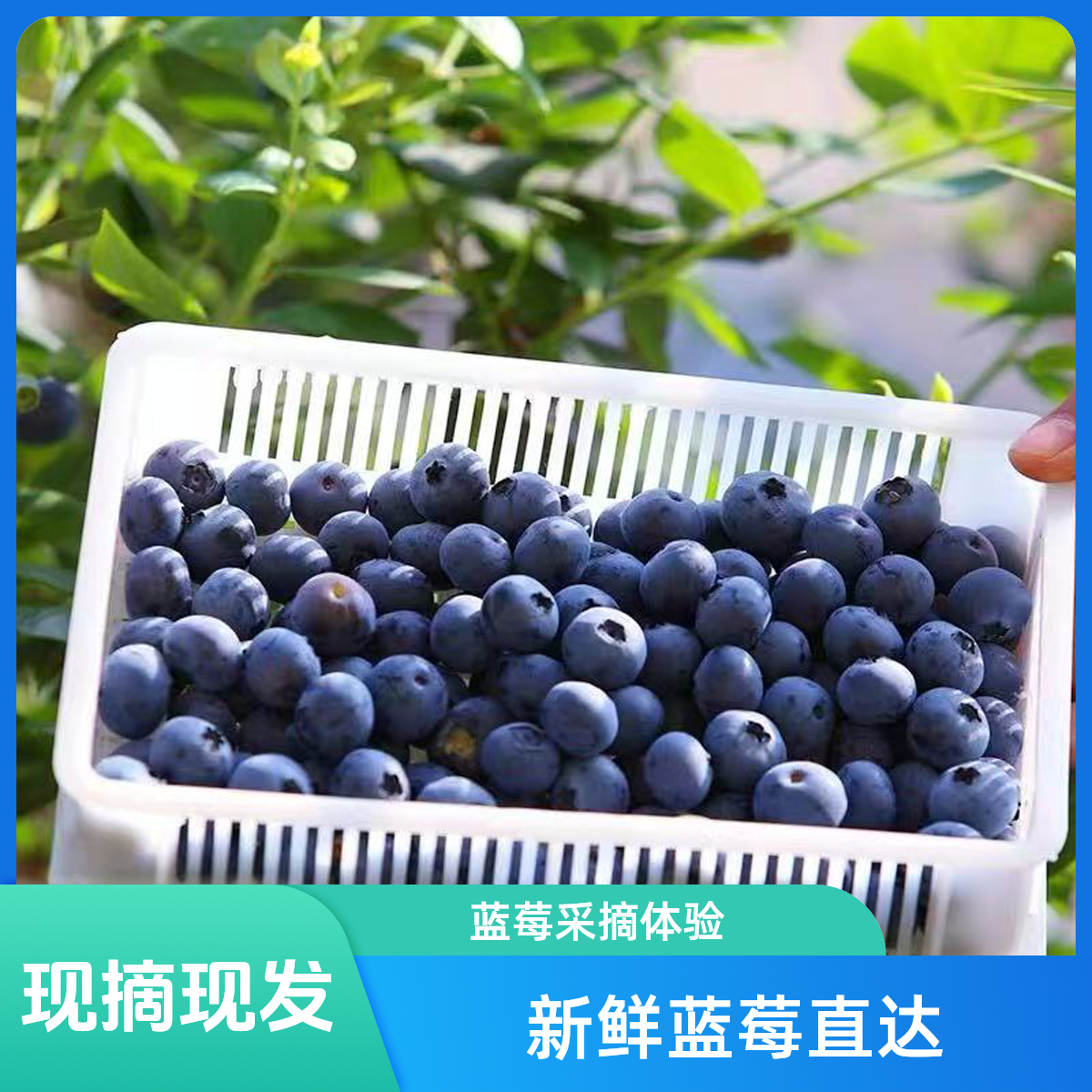 【24/一箱】丹东L25花香蓝莓黑莓 17-12mm头茬果 大果 花香 纯甜脆甜 蓝莓400g/箱 （H-DG)丹东蓝莓辽宁省丹东市