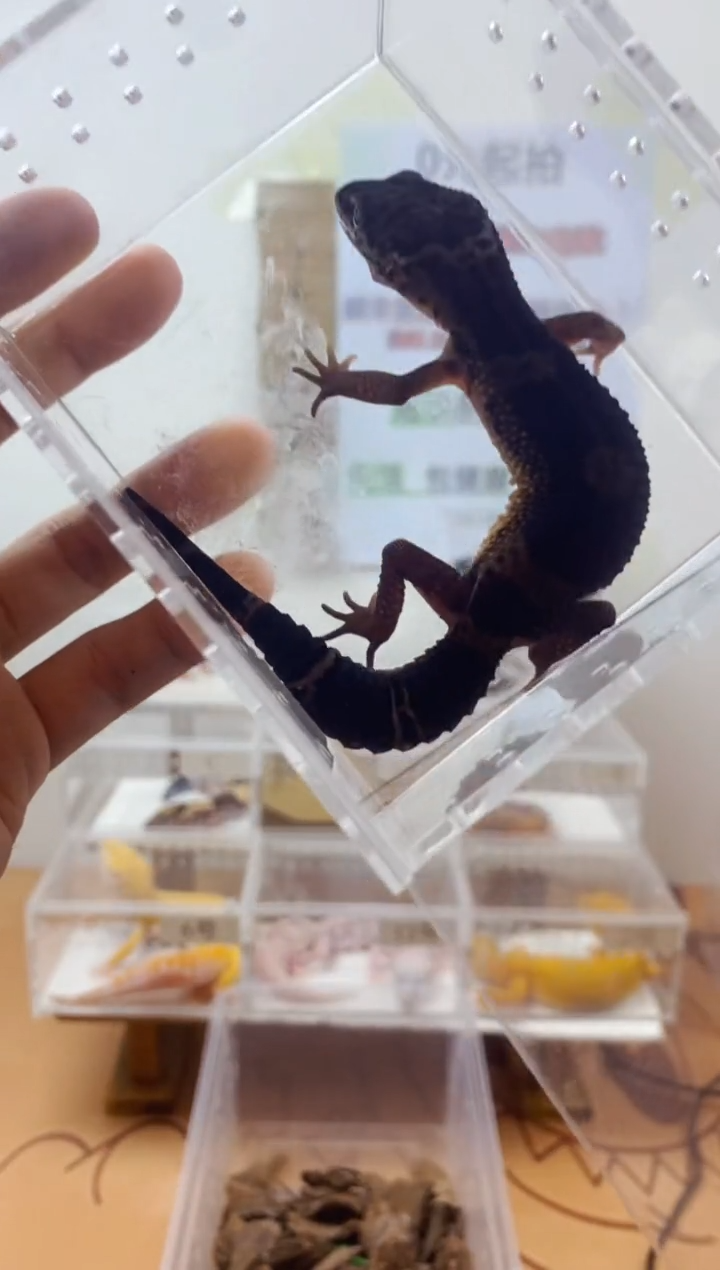 豹纹守宫豹纹守宫幼苗亚成体成体肥尾