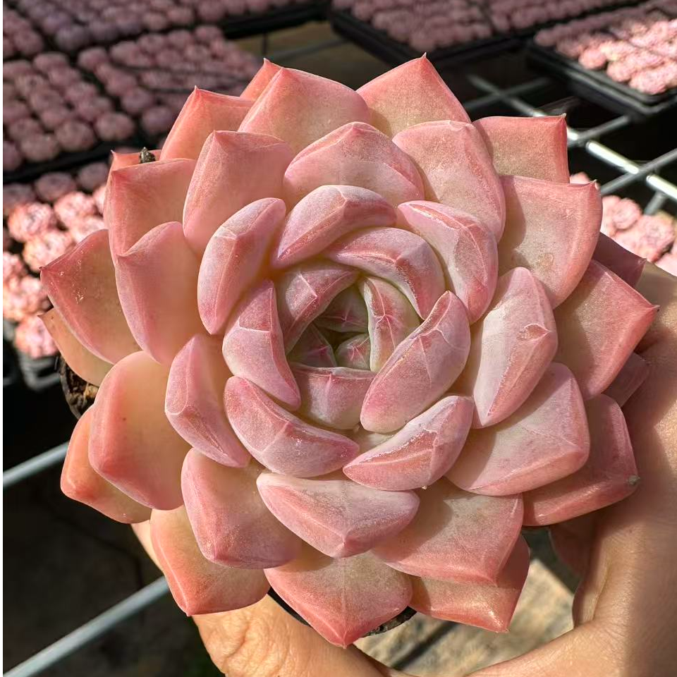 6#邂逅肥美版多肉植物  前男友精品多肉 E048