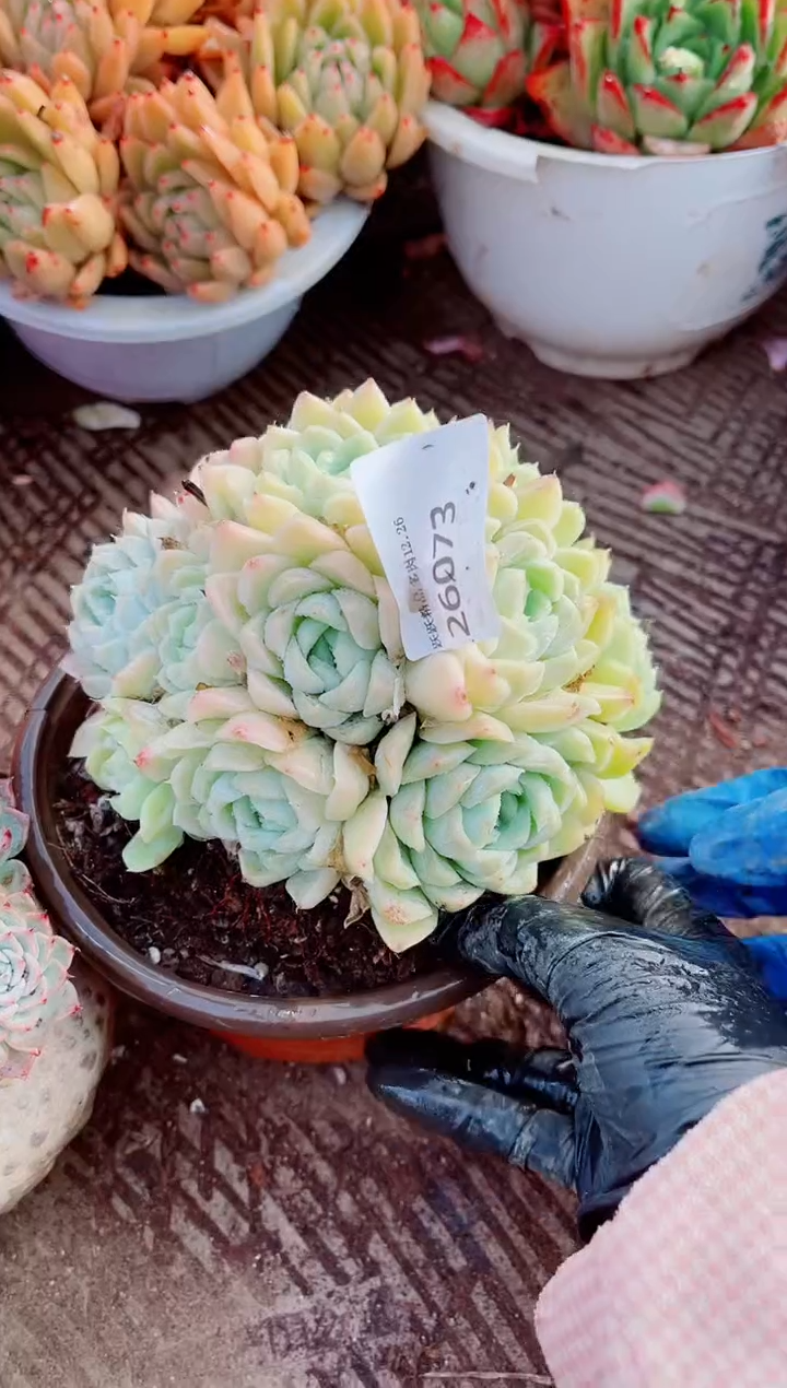 ༃****✰跃跃精品多肉26073