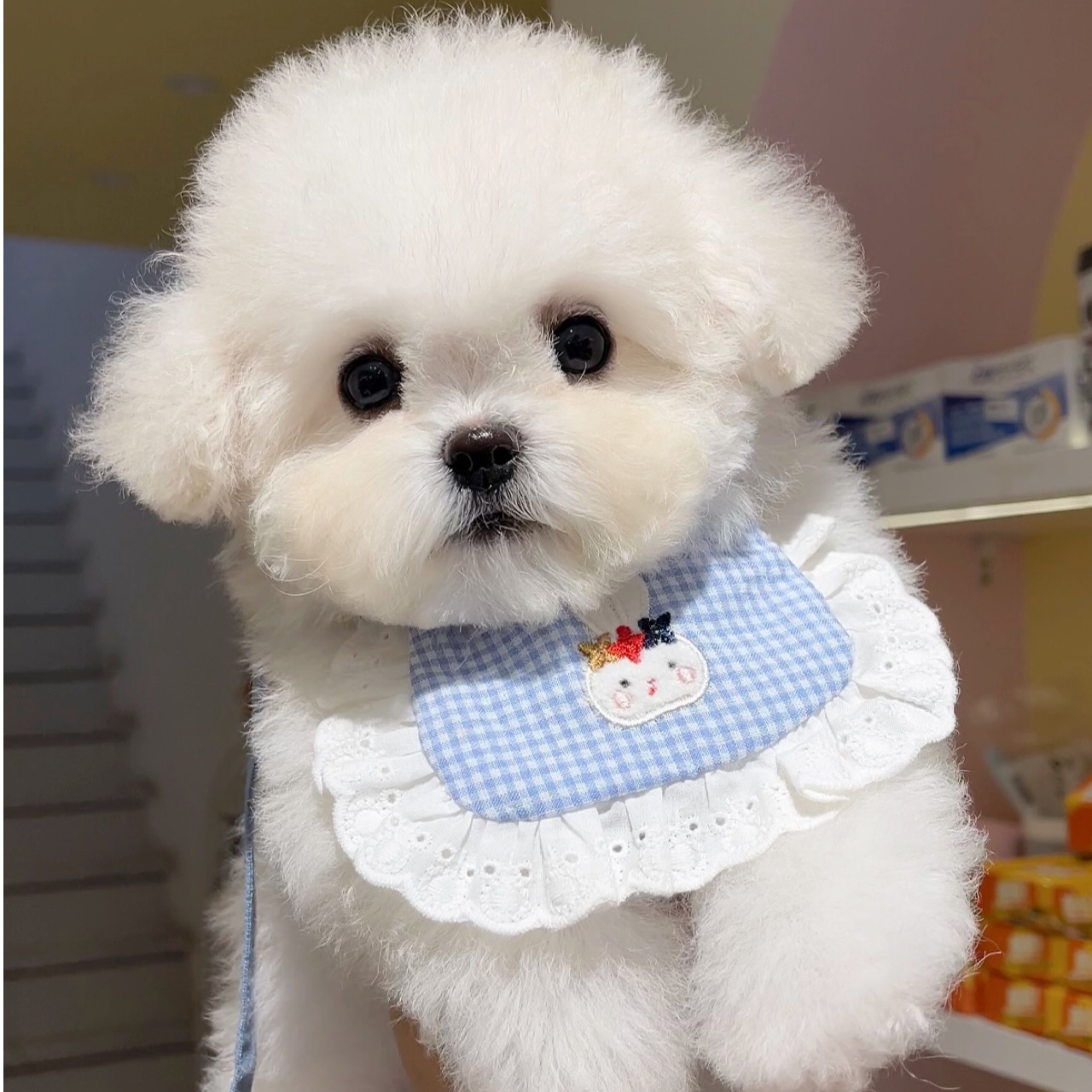 【墩墩的小狗】萌宠幼犬