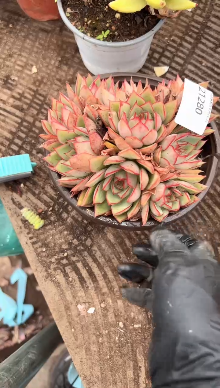 平*多肉植物一物一拍21280