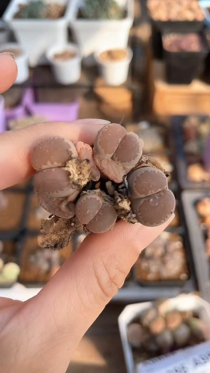 【闪购商品】9877直播一物一拍