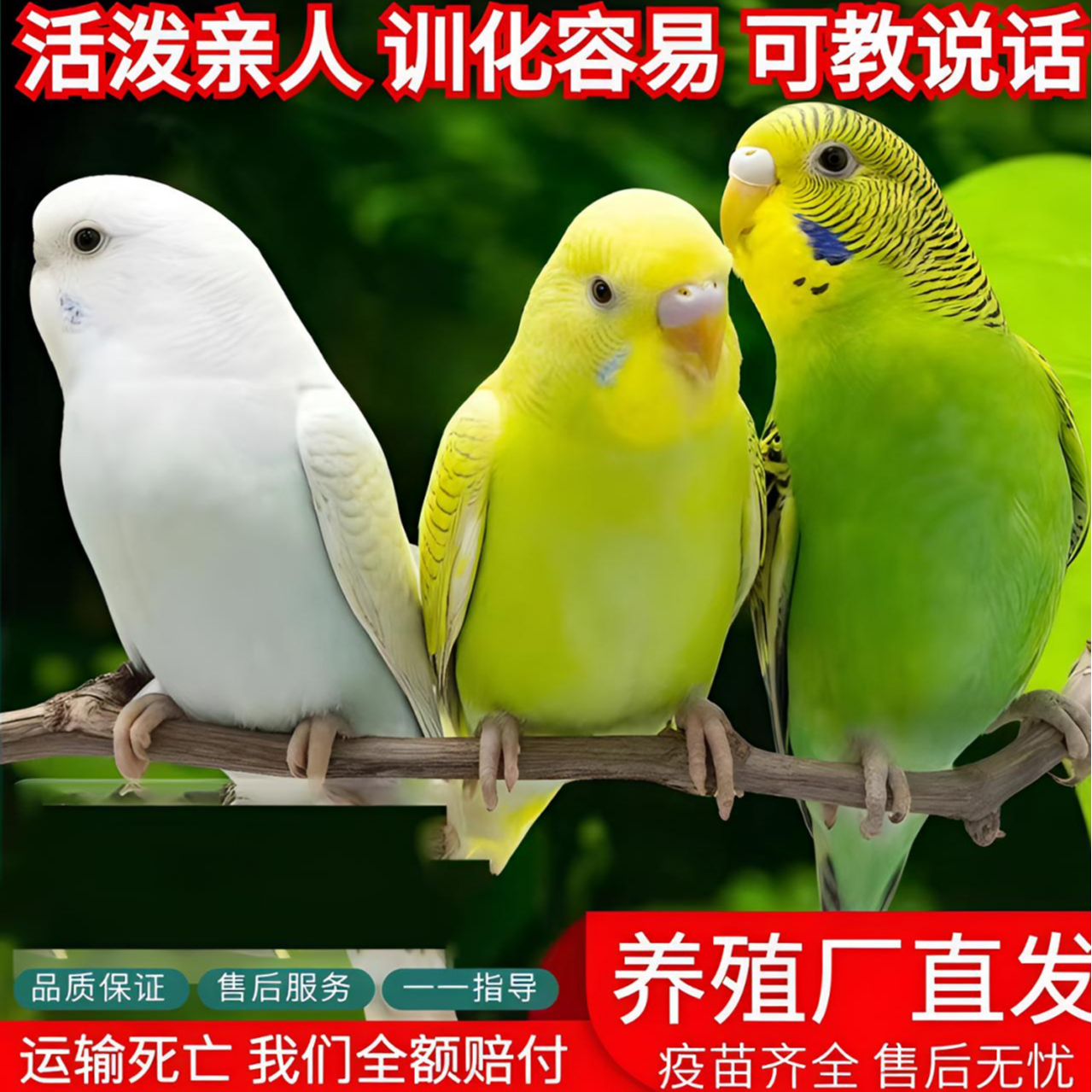 【直播专享】2只手养虎皮鹦鹉可教说话好上手亲人粘人彩色宠物鸟