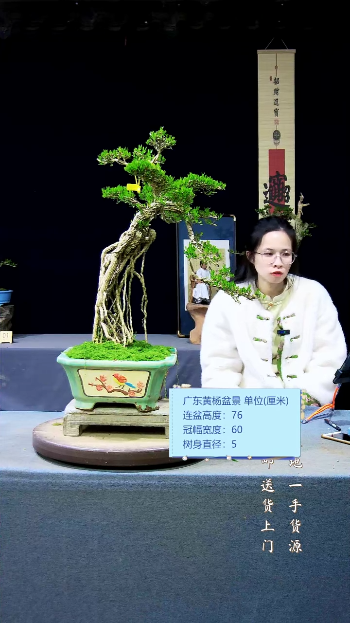 【闪购商品】雀舌黄杨盆景雀舌黄杨盆景