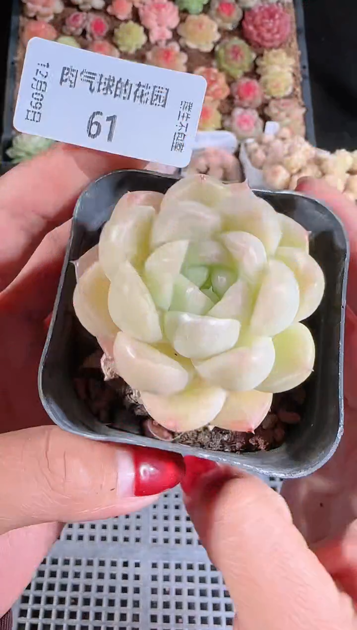 1209-61多肉群生不包整