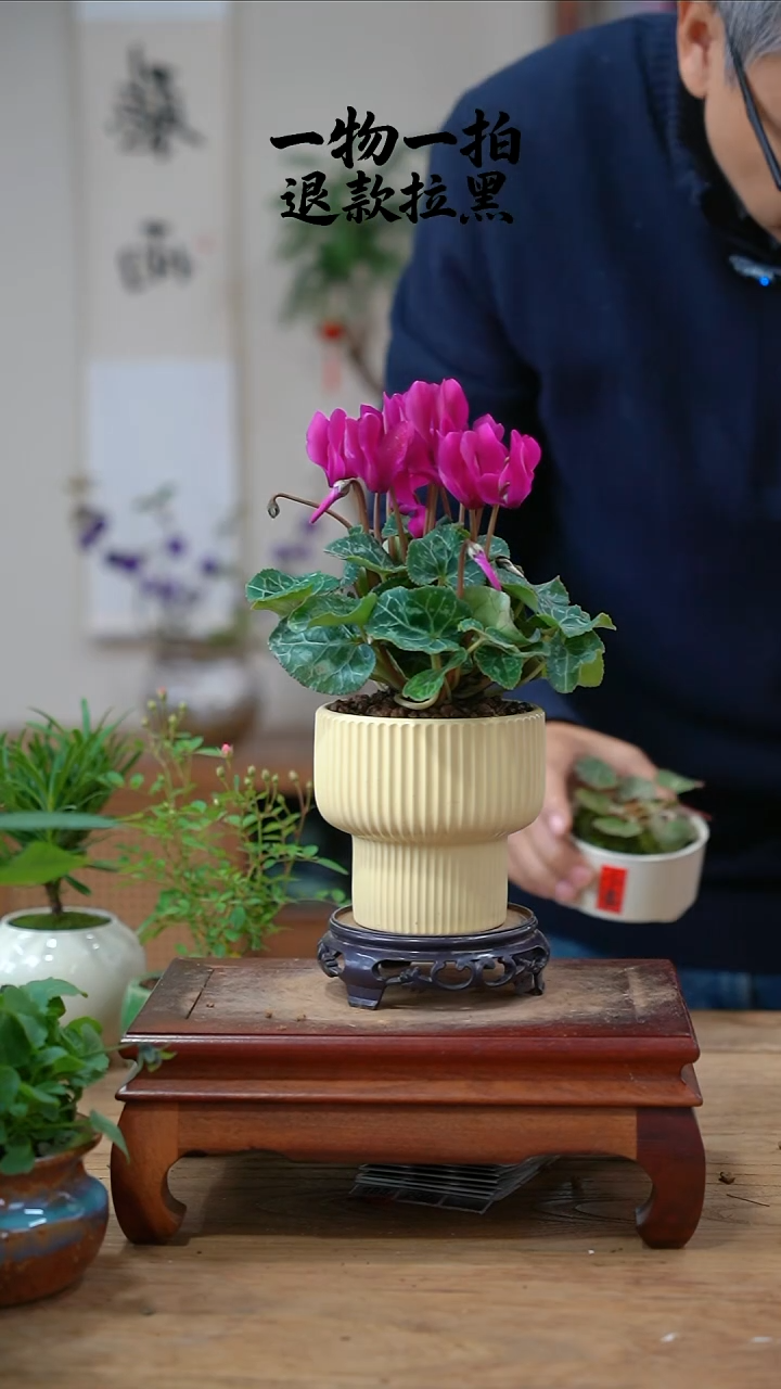 完全开放⭐仙客来102