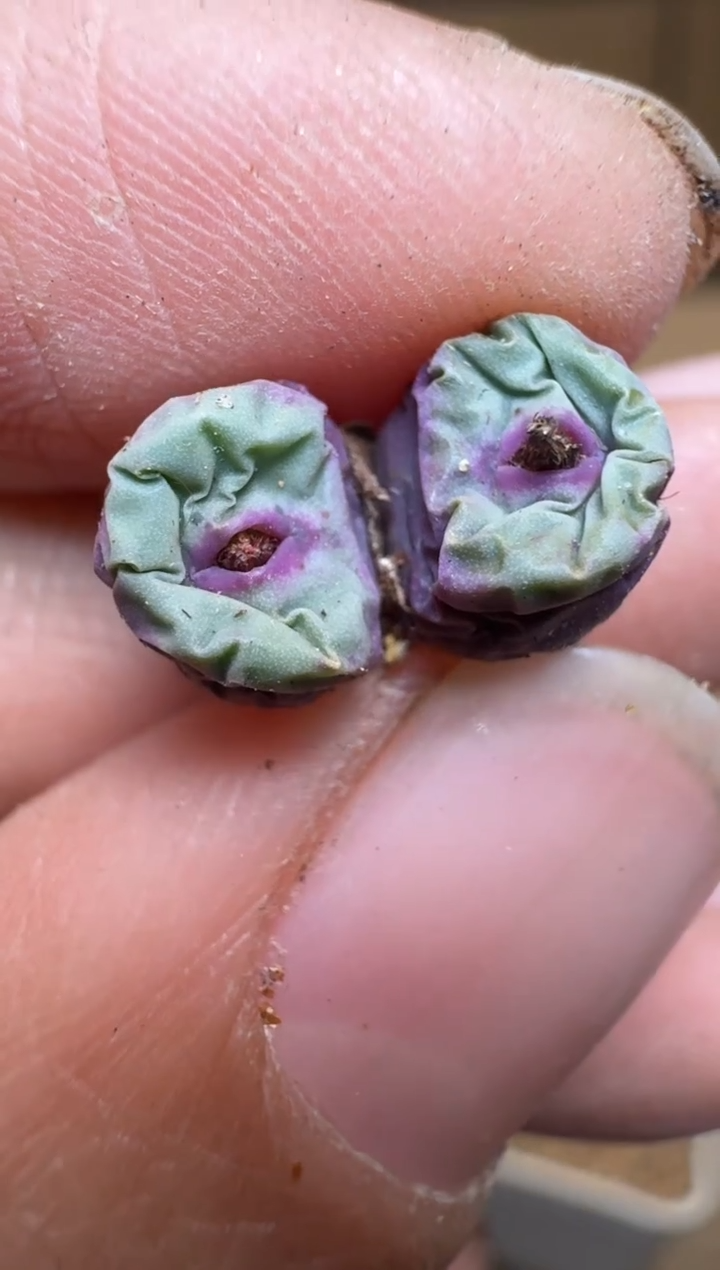 【闪购商品】1/24-299