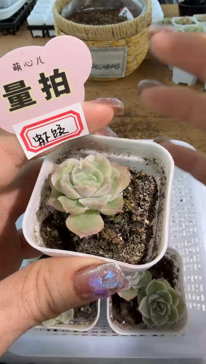 虾饺五方一盆 单双混 量拍混发