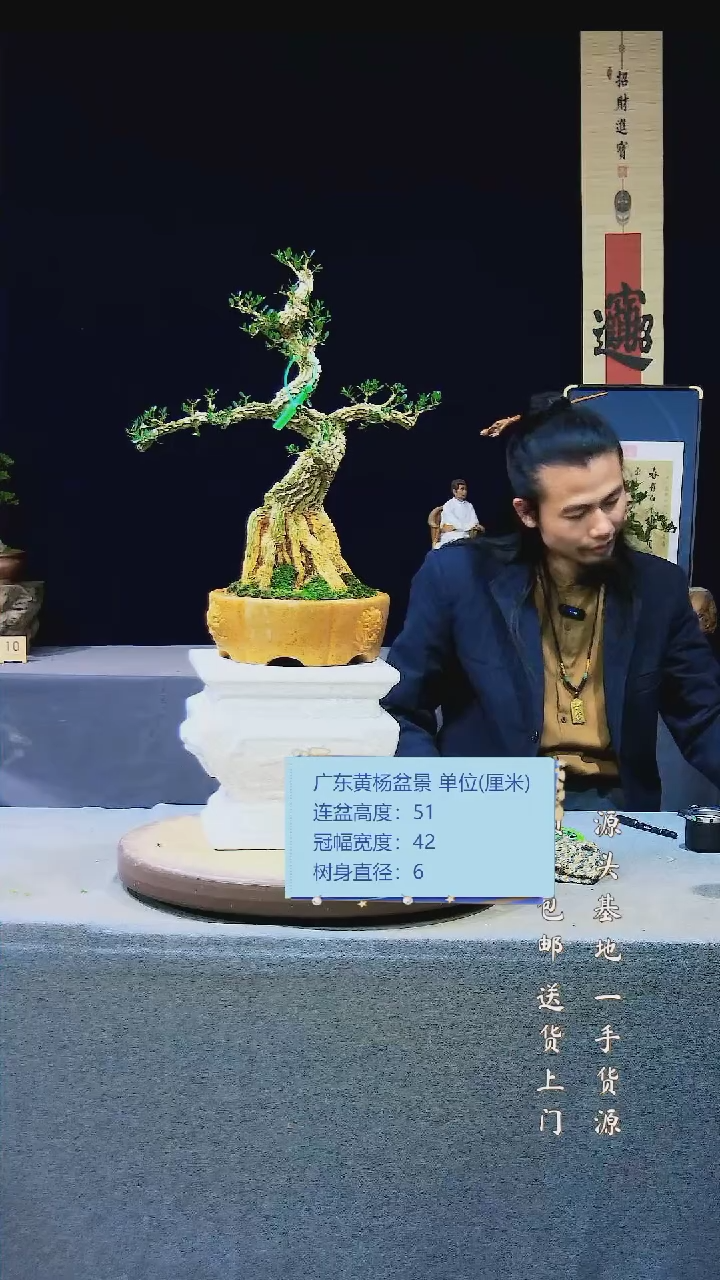 【闪购商品】雀舌黄杨盆景雀舌黄杨盆景