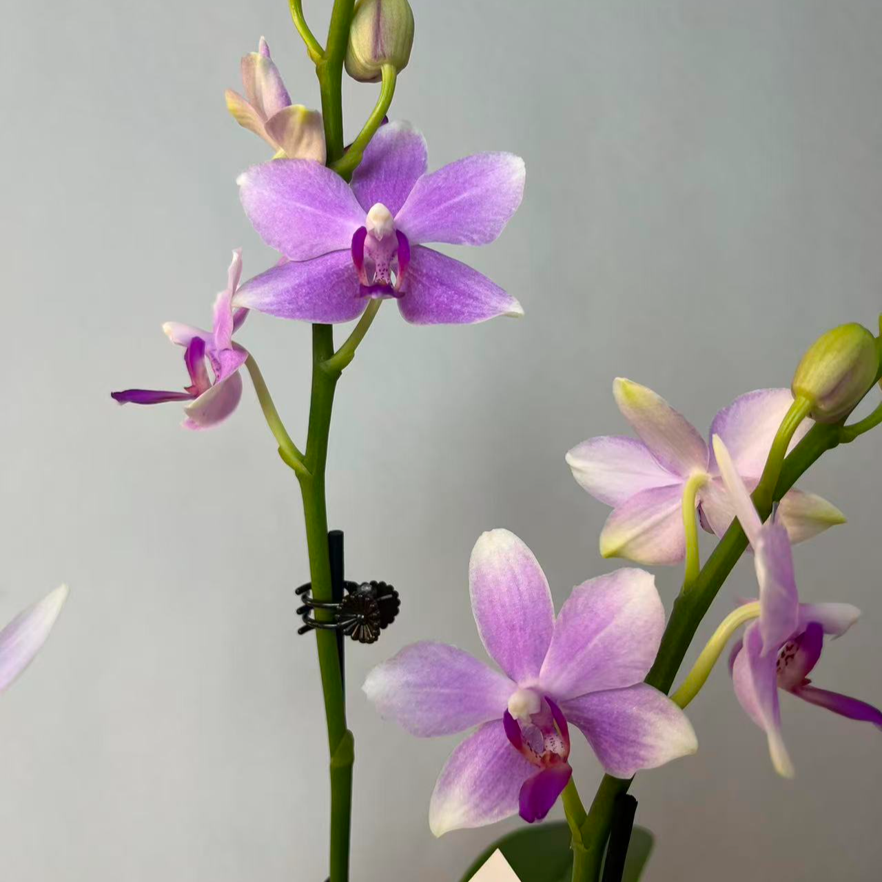 【紫水晶】白色仙气百搭蝴蝶兰中花型室内客厅桌面澧兰汀专属