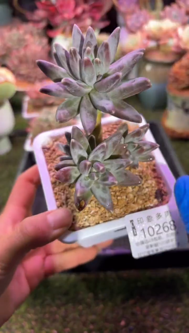 【闪购商品】10268