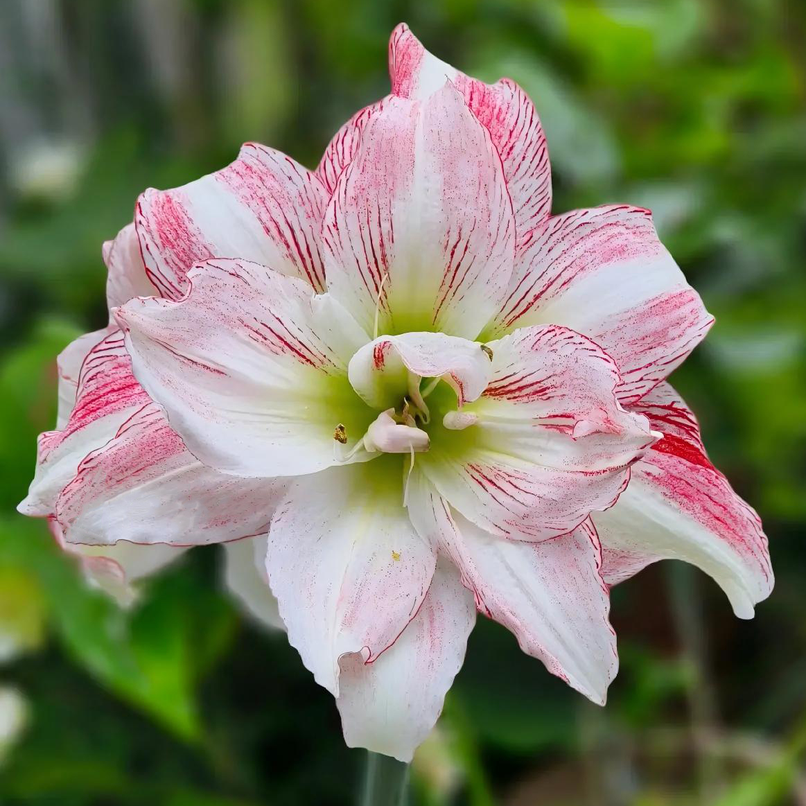 【丝丝入扣】★台朱★直播间讲解为准★朱顶红种球