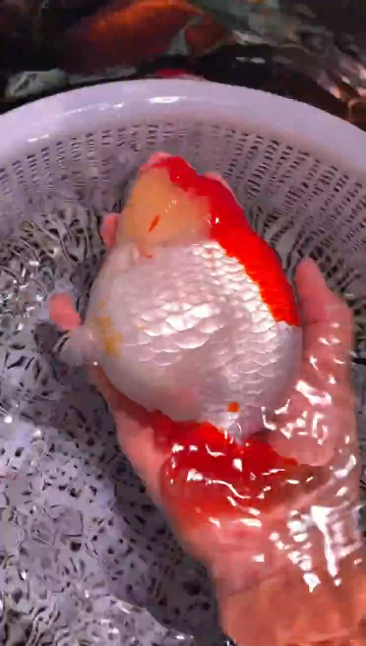 金鱼（运费到付，马印灯下展示）福州追鱼兰寿金鱼