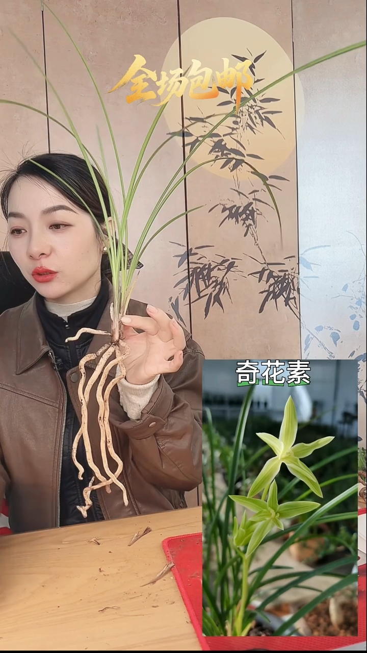 当前无花栽培后可以开花：奇花素