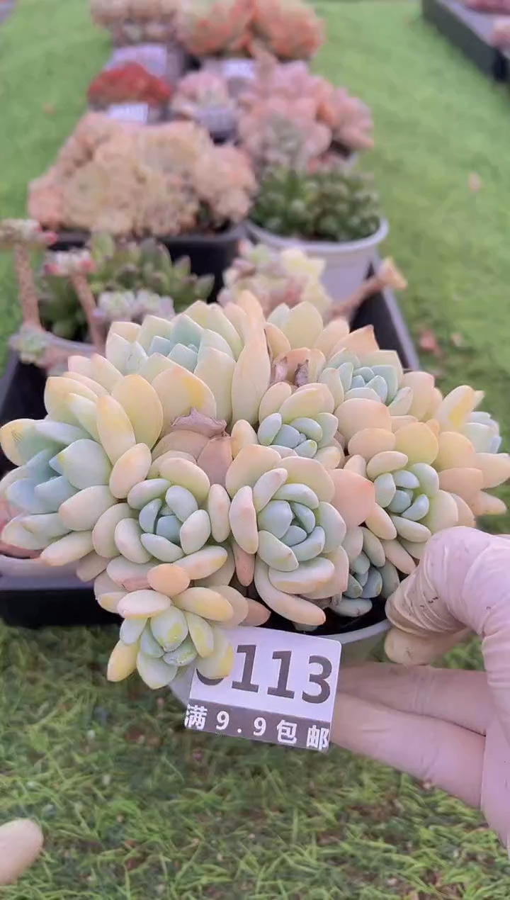 【闪购商品】信福多肉一物一拍