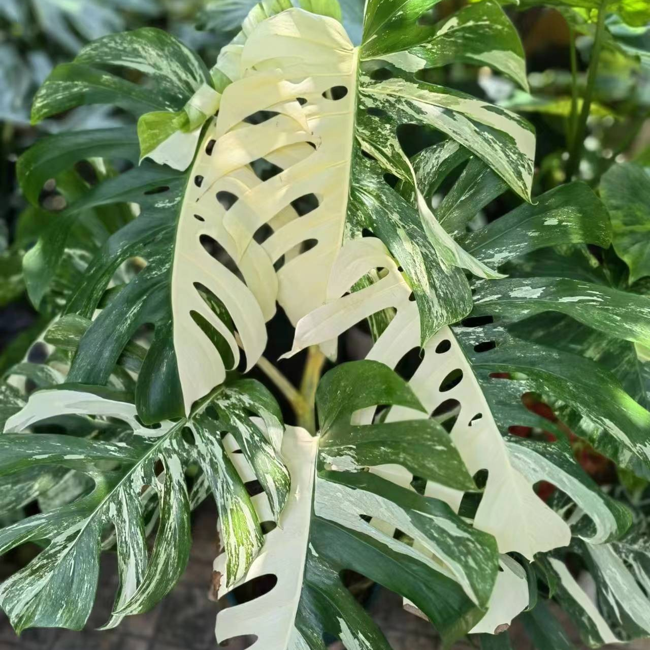 [白锦龟背竹]锦化植物一物一拍网红热植