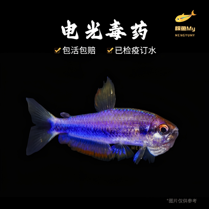 电光DY灯科鱼热带鱼观赏鱼小型饲养发货小鱼观赏鱼混养鲜活