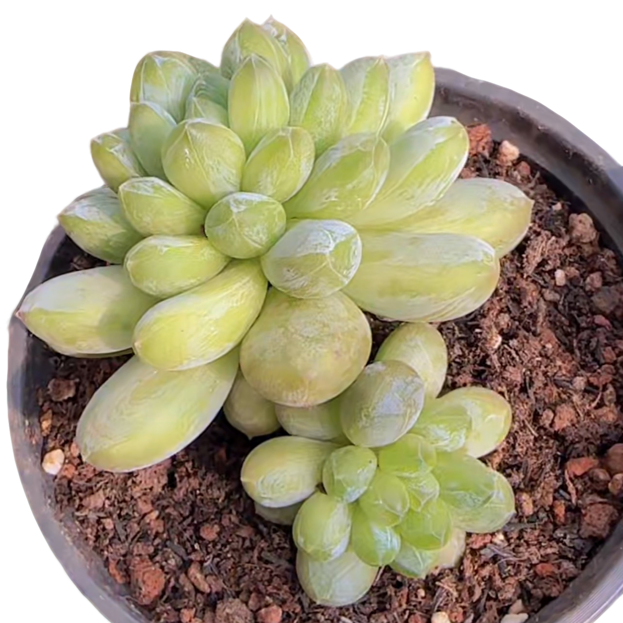 森林之心(多肉植物)满19.9包邮 云南基地源头直发新手好养