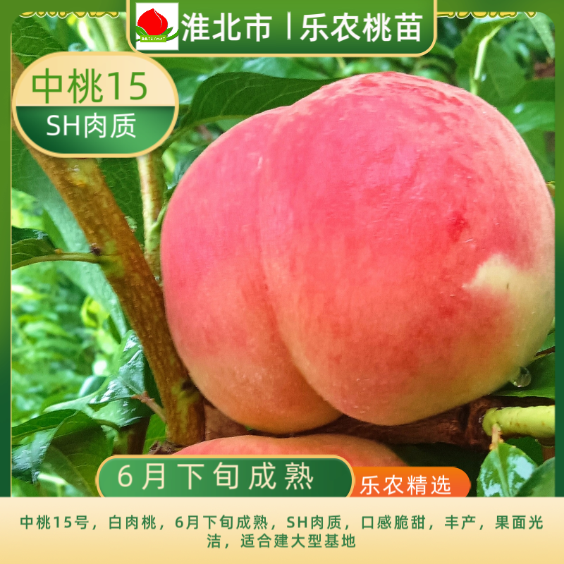 中桃15号 桃苗 中桃15 6月下旬成熟 SH肉质 口感脆甜 丰产 果面好
