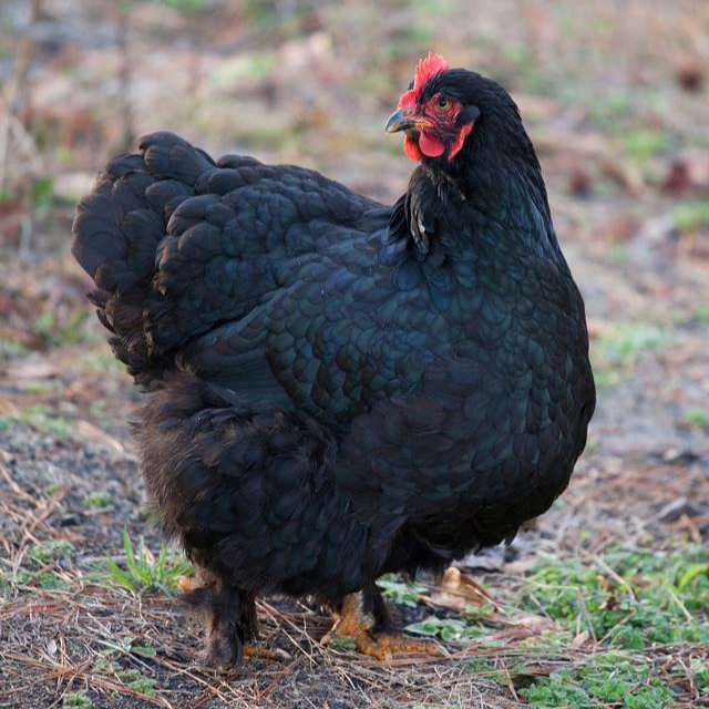 宠物鸡黑凤鸡 活鸡三斤